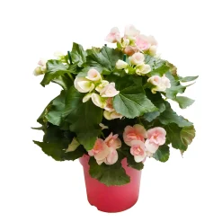 TRUFFAUT - Bégonia : 2 pieds, D17cm - Coloris variables