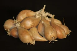 TRUFFAUT - Bulbes d' échalote Griselle 15/25 1Kg