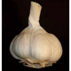 TRUFFAUT - Bulbes d'ails blancs 'Thérador' en filet - 250 g