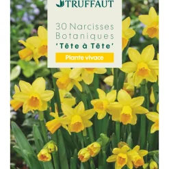 TRUFFAUT - Bulbes de Narcisses tête à tête X30 calibre 10+