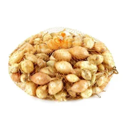 TRUFFAUT - Bulbes d'oignons 'Sturon' en filet - 500 g