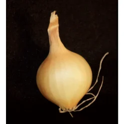 TRUFFAUT - Bulbes d'oignons jaunes en filet - 500 g