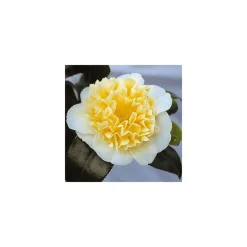 TRUFFAUT - Camellia brushfields Yellow : H.40/50cm 3L