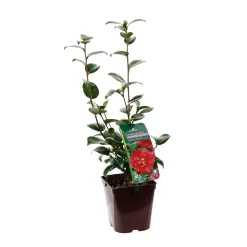 TRUFFAUT - Camellia crimson Glory : H.40/50cm, Pot 3L