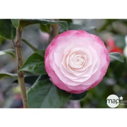 TRUFFAUT - Camellia 'Désir' : H 40/50 cm, ctr 3-4 Litres