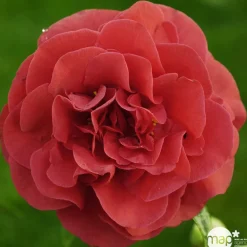 TRUFFAUT - Camellia japonica 'Tom Knudsen ': H. 60/70 cm ctr 7L