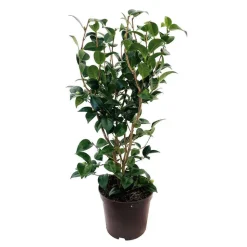 TRUFFAUT - Camellia japonica 'Tom Knudsen ': H. 60/70 cm ctr 7L