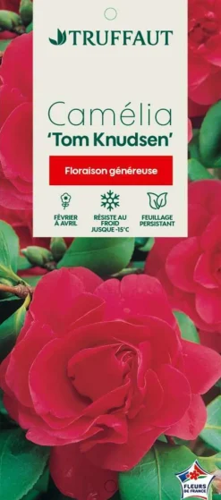 TRUFFAUT - Camellia japonica 'Tom Knudsen ': H. 60/70 cm ctr 7L