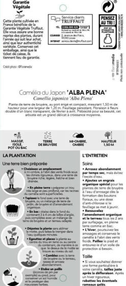 TRUFFAUT - Camellia japonica 'Alba Plana ':H 40/50 cm conteneur 3 litres