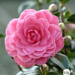TRUFFAUT - Camellia japonica 'Spring Formal ': conteneur 3 litres