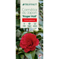 TRUFFAUT - Camellia japonica 'Roger Hall ': H. 40/50 cm ctr 3L