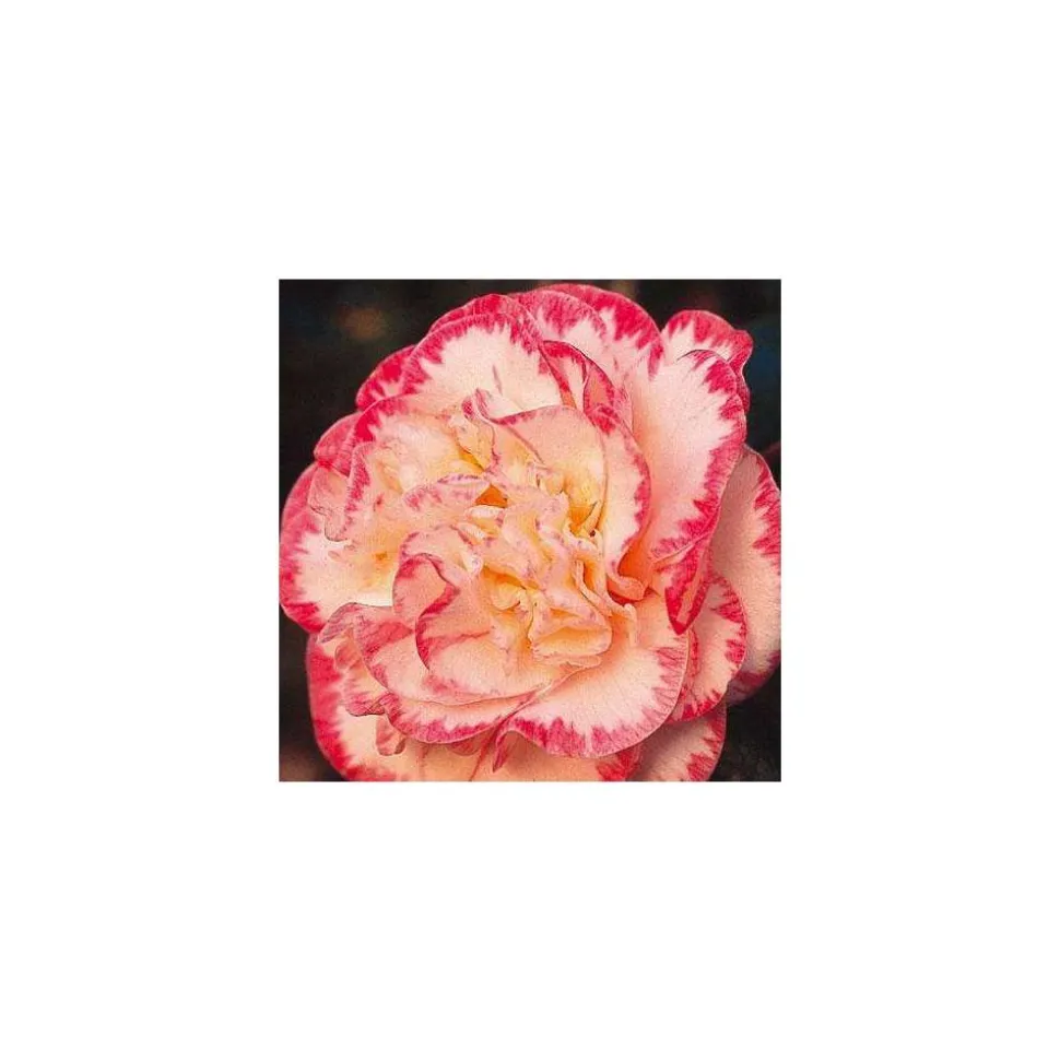TRUFFAUT - Camellia 'Margaret Davis', H 40/50 cm, contneur 3 Litres