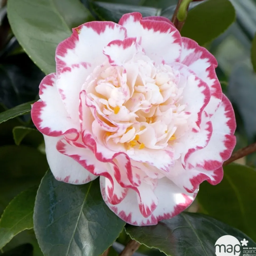 TRUFFAUT - Camellia 'Margaret Davis', H 40/50 cm, contneur 3 Litres