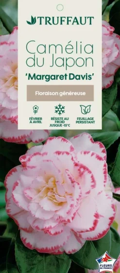 TRUFFAUT - Camellia 'Margaret Davis', H 40/50 cm, contneur 3 Litres
