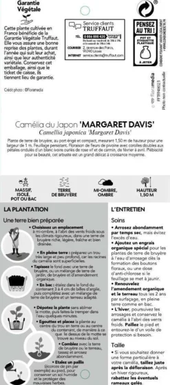 TRUFFAUT - Camellia 'Margaret Davis', H 40/50 cm, contneur 3 Litres