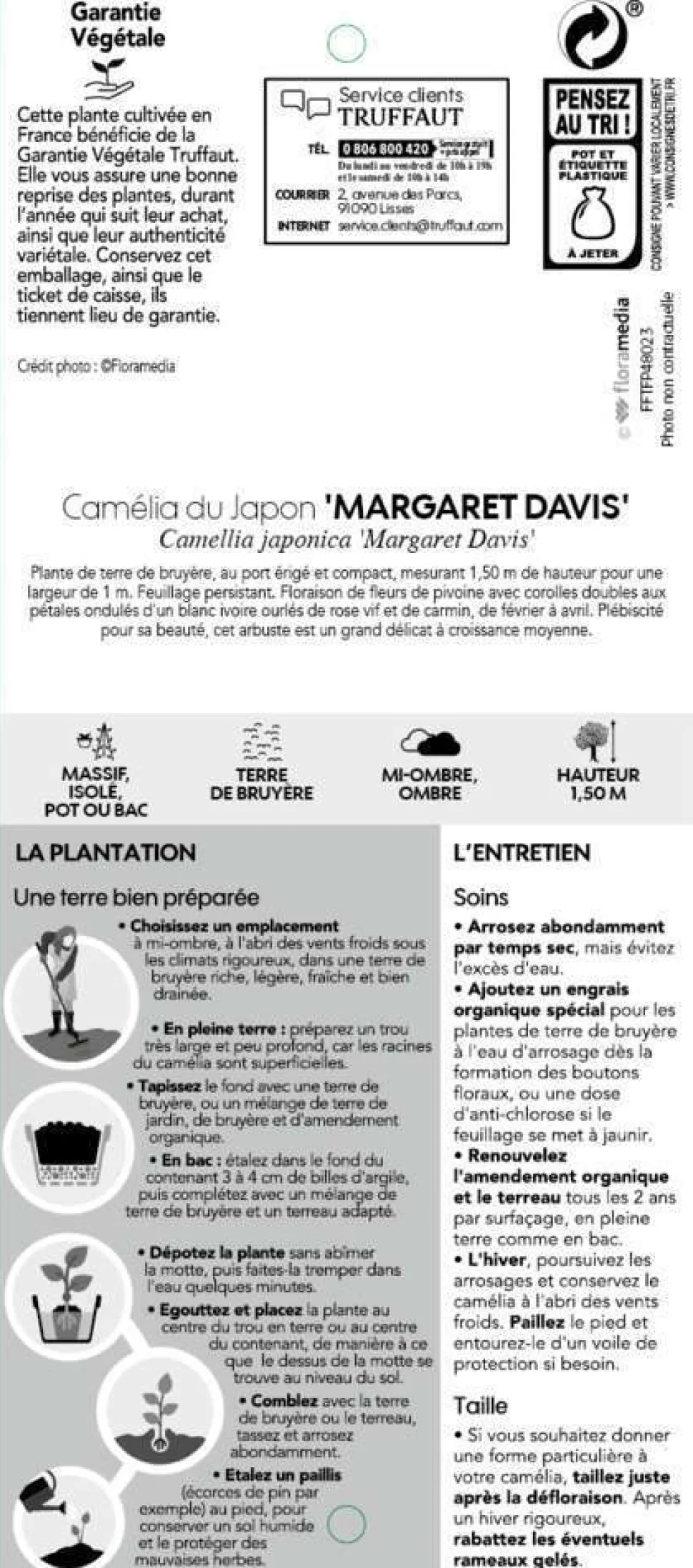 TRUFFAUT - Camellia 'Margaret Davis', H 40/50 cm, contneur 3 Litres