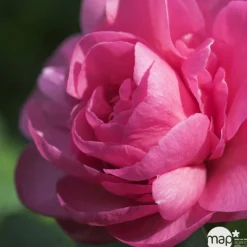 TRUFFAUT - Camellia 'Nuccio's Cameo' : H 40/50 cm, ctr 3/4 Litres