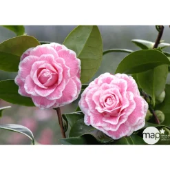 TRUFFAUT - Camellia 'Tom Pouce' : H 40/50 cm, ctr 3 Litres