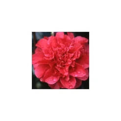TRUFFAUT - Camellia 'Volcano' : H 40/50 cm, ctr 3 Litres