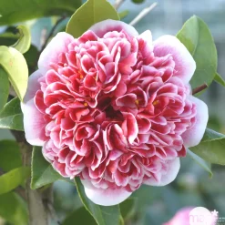 TRUFFAUT - Camellia x 'Volunteer':H 60/70 cm conteneur 7 litres