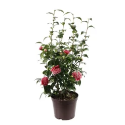 TRUFFAUT - Camellia x 'Volunteer':H 60/70 cm conteneur 7 litres