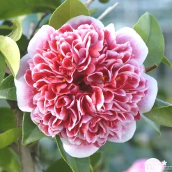TRUFFAUT - Camellia x 'Volunteer':H 40/50 cm conteneur 3 litres