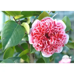 TRUFFAUT - Camellia x 'Volunteer':H 40/50 cm conteneur 3 litres
