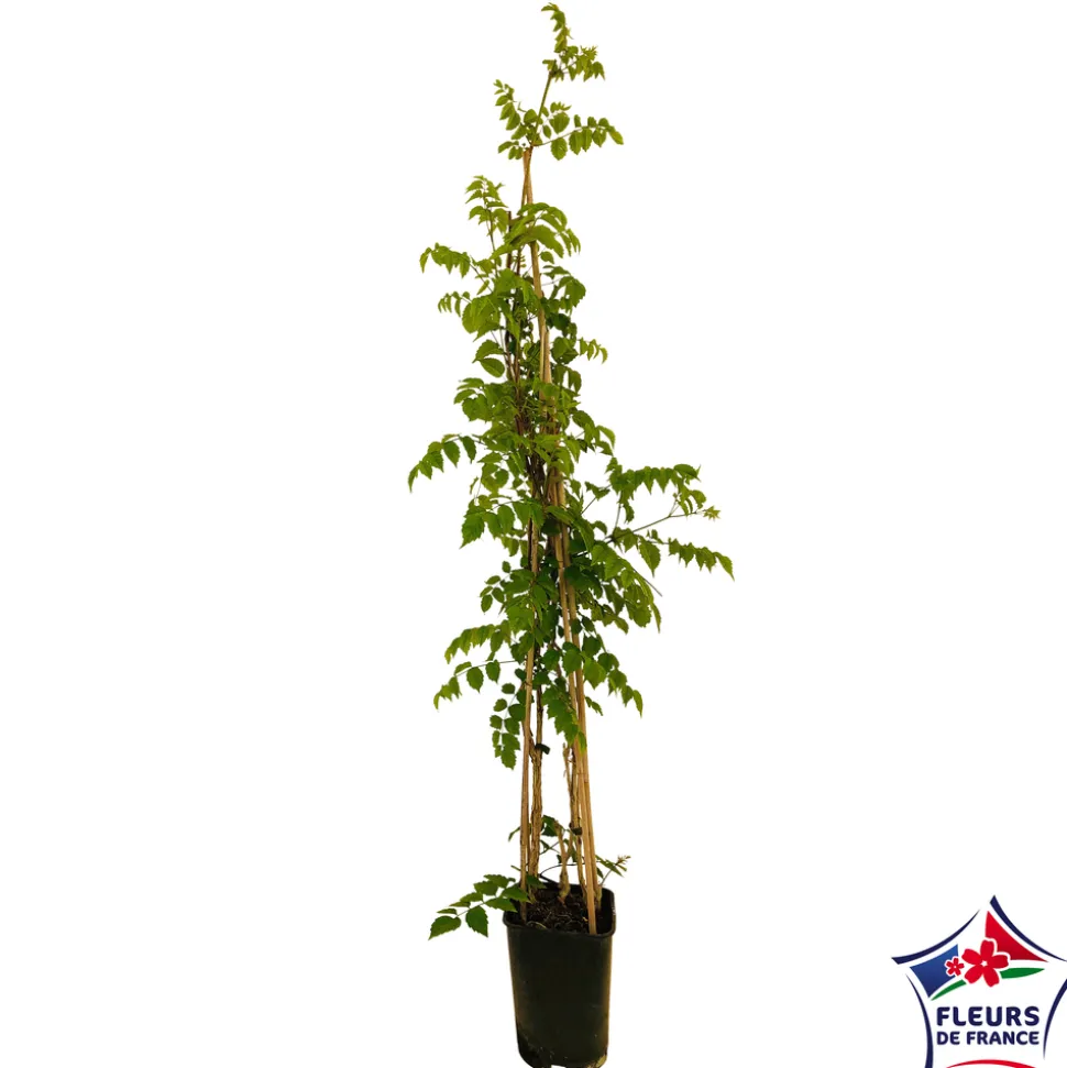 TRUFFAUT - Campsis 'Mme Gallen': pot 6L