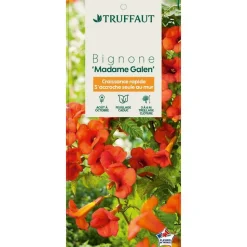 TRUFFAUT - Campsis 'Mme Gallen': pot 6L