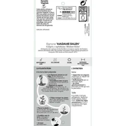 TRUFFAUT - Campsis 'Mme Gallen': pot 6L