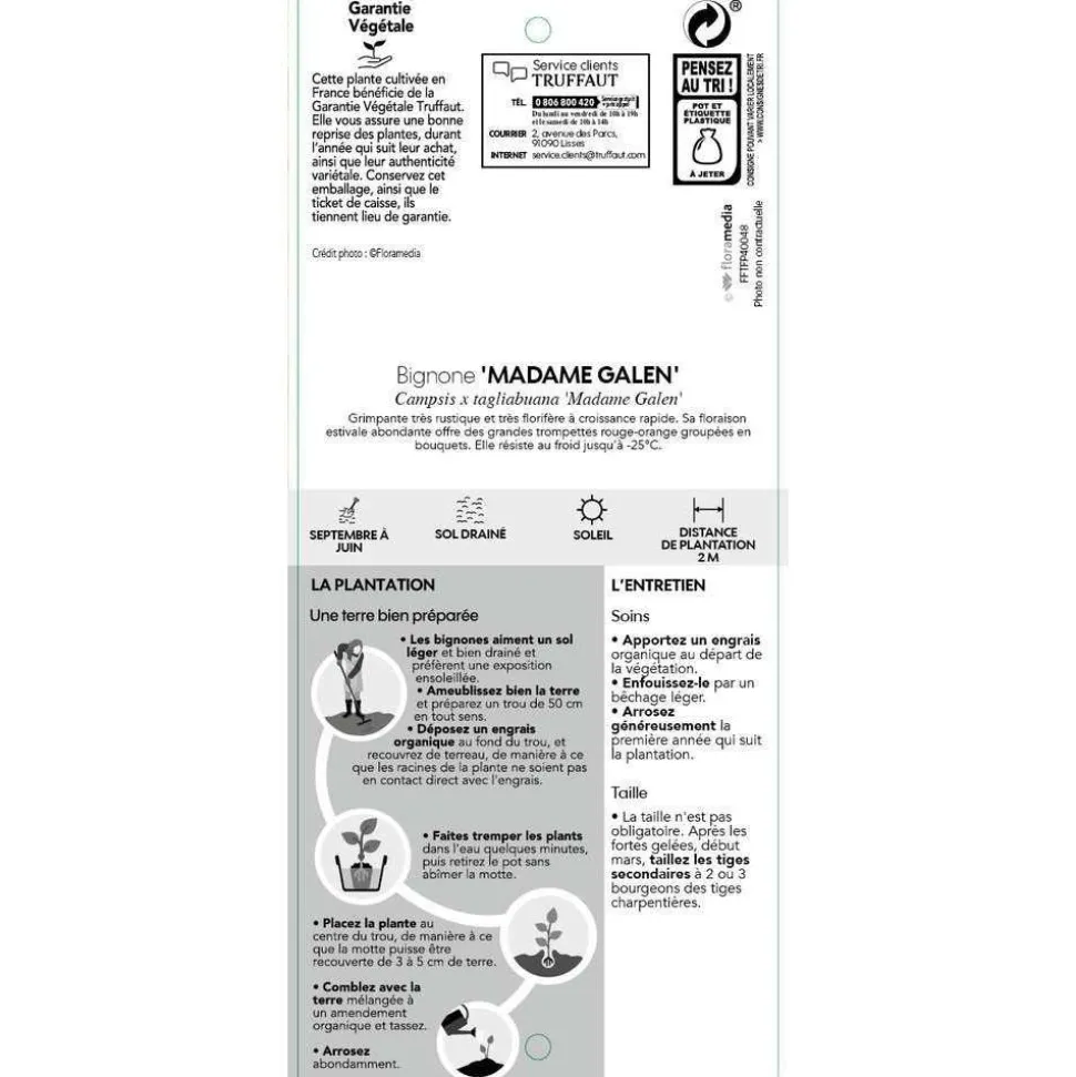 TRUFFAUT - Campsis 'Mme Gallen': pot 6L