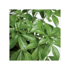 TRUFFAUT - Choisya ternata : ctr 7 litres