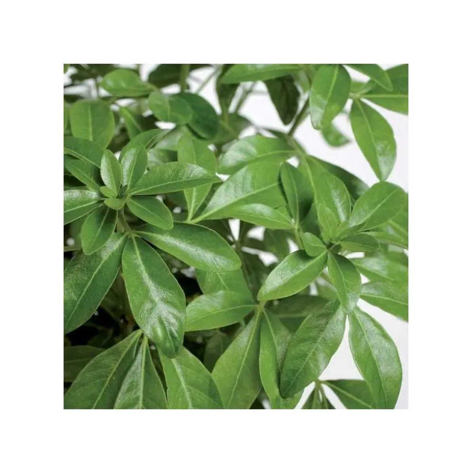 TRUFFAUT - Choisya ternata : ctr 7 litres