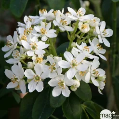 TRUFFAUT - Choisya ternata : ctr 7 litres