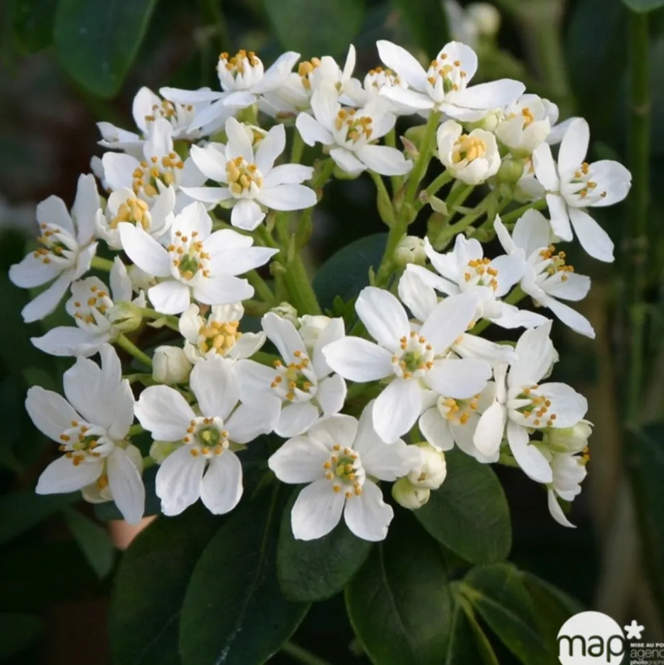 TRUFFAUT - Choisya ternata : ctr 7 litres