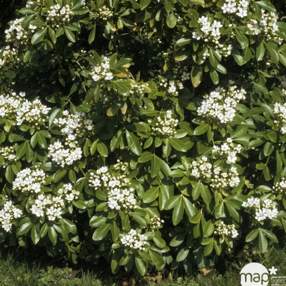 TRUFFAUT - Choisya ternata : ctr 7 litres