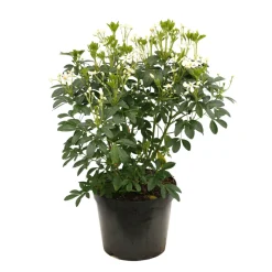 TRUFFAUT - Choisya ternata : ctr 7 litres