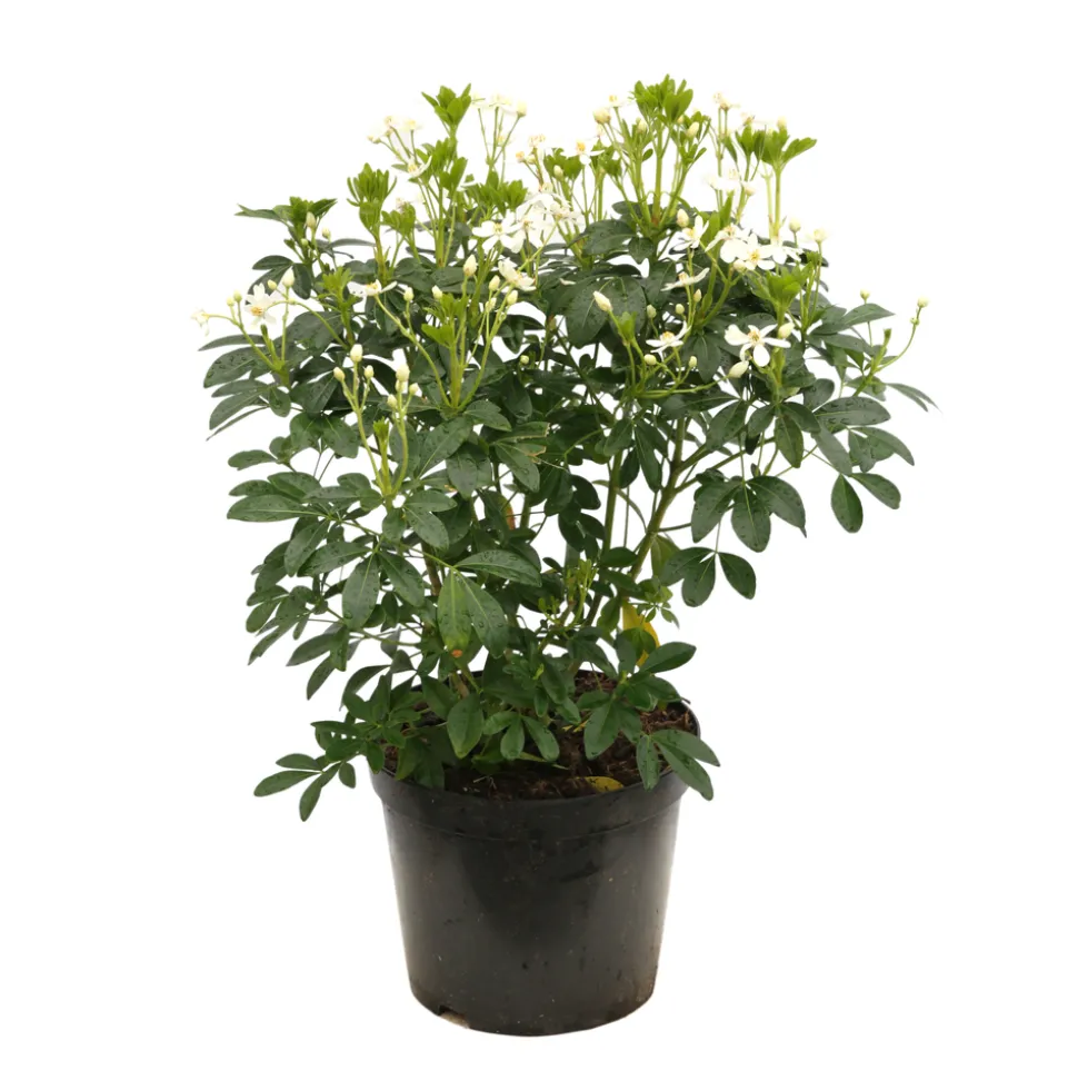 TRUFFAUT - Choisya ternata : ctr 7 litres