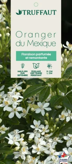TRUFFAUT - Choisya ternata : ctr 7 litres