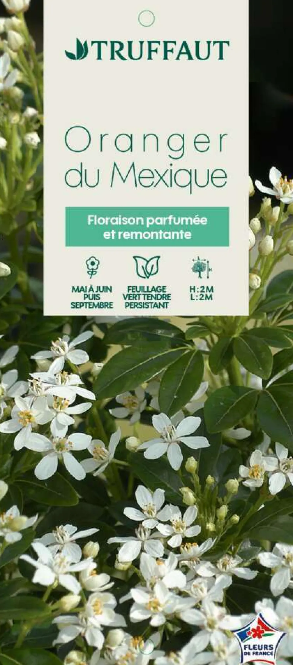 TRUFFAUT - Choisya ternata : ctr 7 litres