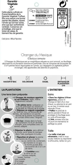 TRUFFAUT - Choisya ternata : ctr 7 litres