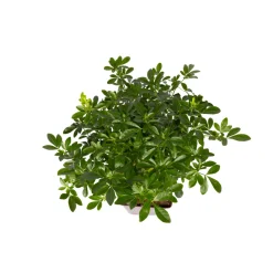 TRUFFAUT - Choisya ternata: C 5L