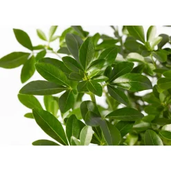 TRUFFAUT - Choisya ternata: C 5L