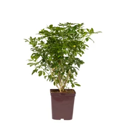 TRUFFAUT - Choisya ternata: C 5L