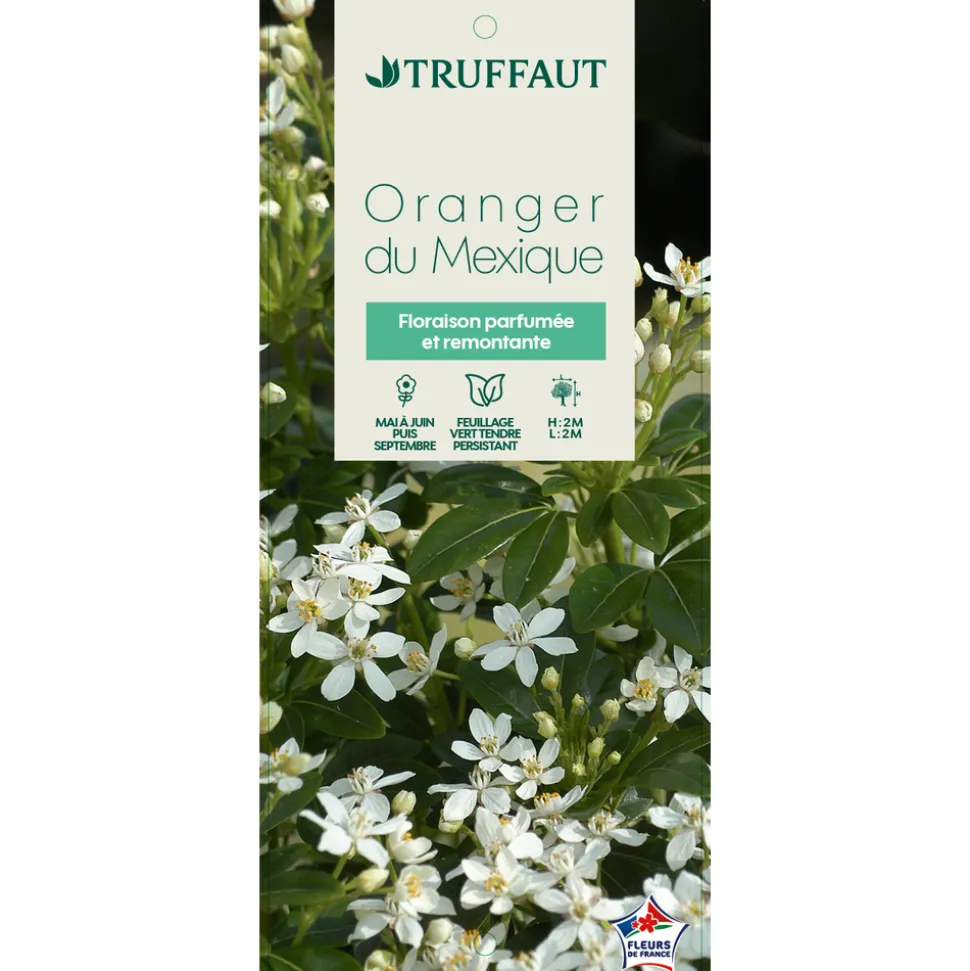 TRUFFAUT - Choisya ternata: C 5L