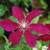 TRUFFAUT - Clematis ' Niobe ' : conteneur 3 litres