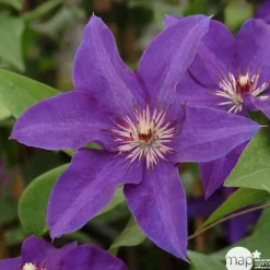 TRUFFAUT - Clematis ' The President ': conteneur 3 litres
