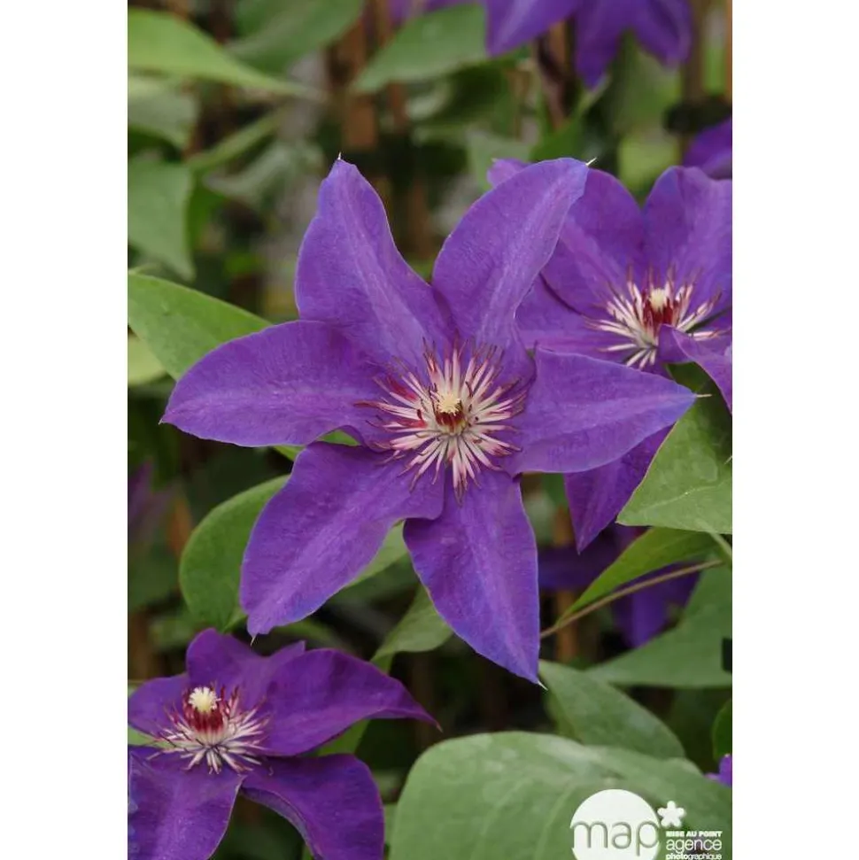 TRUFFAUT - Clematis ' The President ': conteneur 3 litres
