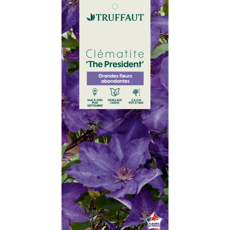 TRUFFAUT - Clematis ' The President ': conteneur 3 litres
