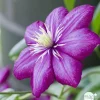TRUFFAUT - Clematis ' Ville de Lyon ': conteneur 3 litres